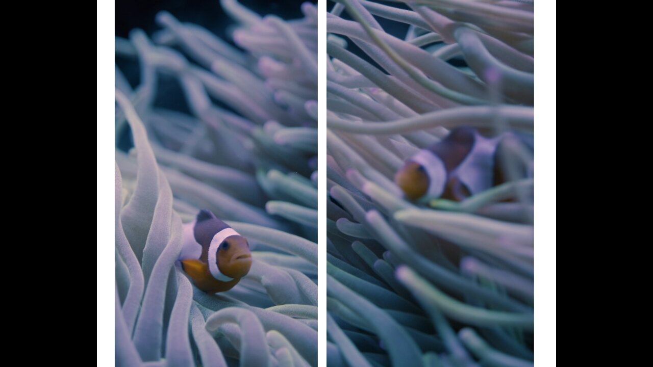 Clownfish and Sea Anemone