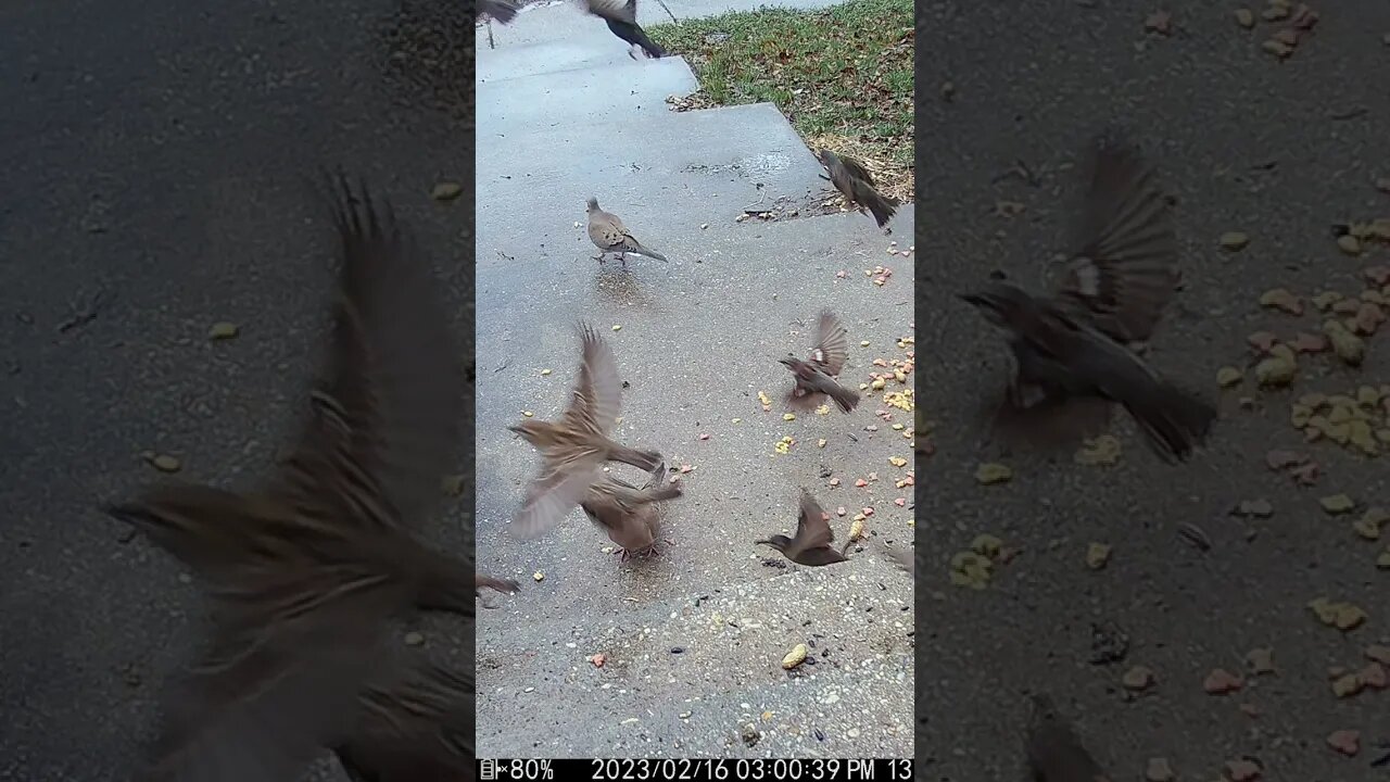 Starlings, Sparrows And Dove #Shorts 🌲