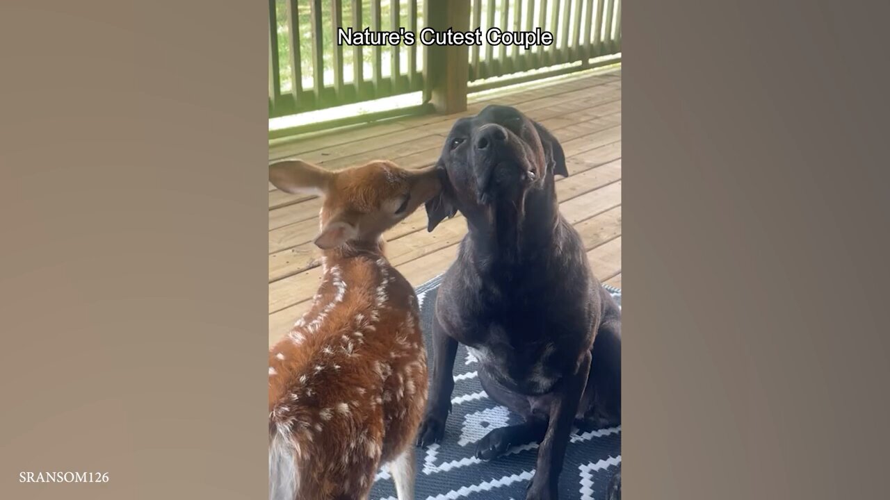 Unlikely Animal Friendships Will Melt Your Heart 🥰 Funny Animals Videos