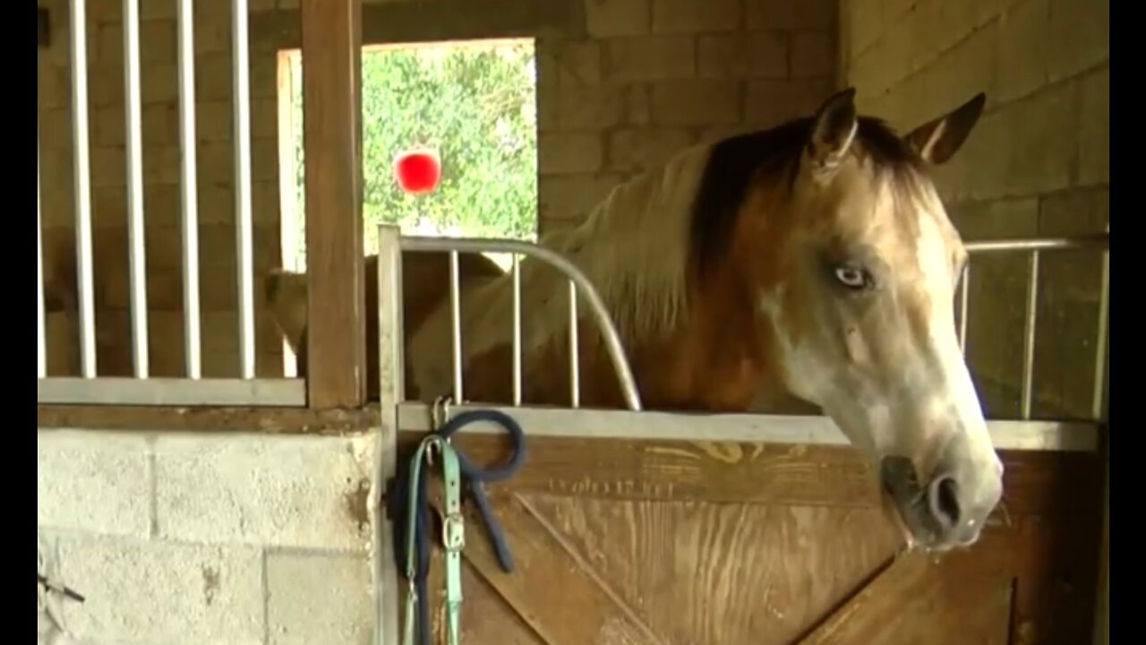 Karen's equine in danger of losing it's property
