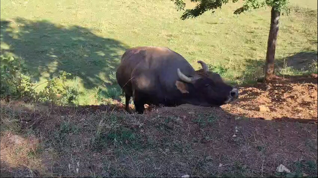 Medonja Balkanac