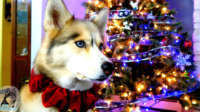 Twas The Night Before Christmas: Siberian Husky Version!