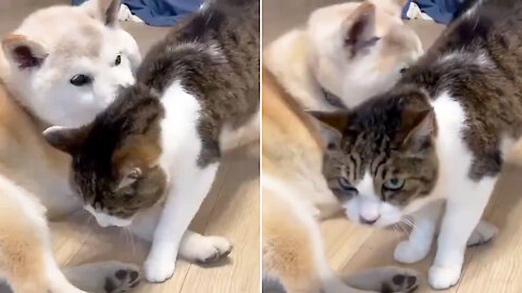 Dog and cat have been best friends since birth