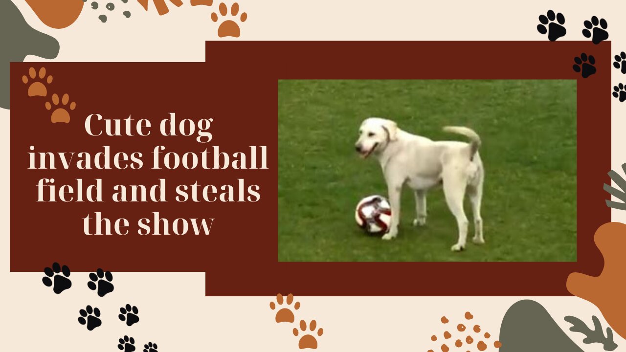 Attention !!! Canine interruption: How a dog brought a football match to a halt