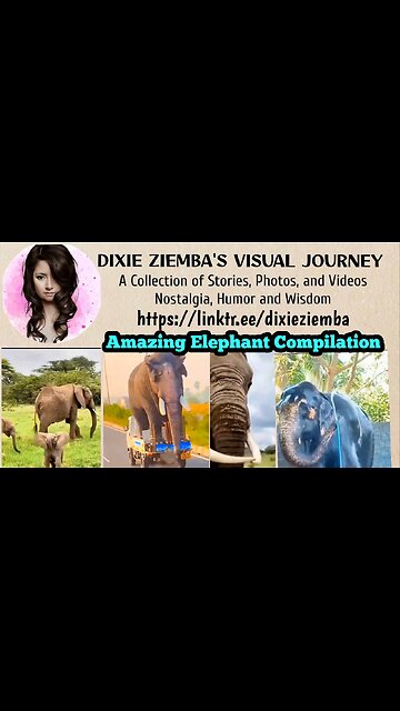 Amazing Elephant Compilation