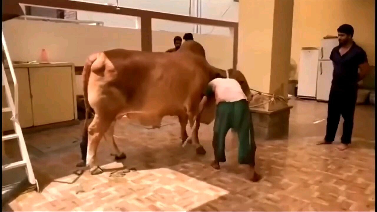 fully funny video 😂 oh mar Diya re gai ne ,#funnyvideos #funny video