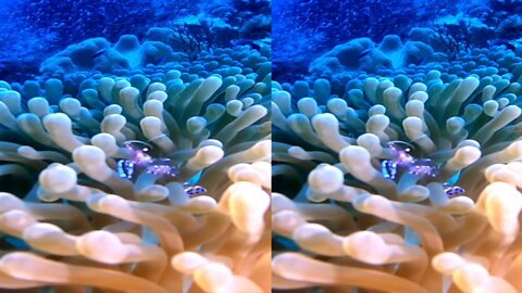 Sarasvati Anemone Shrip