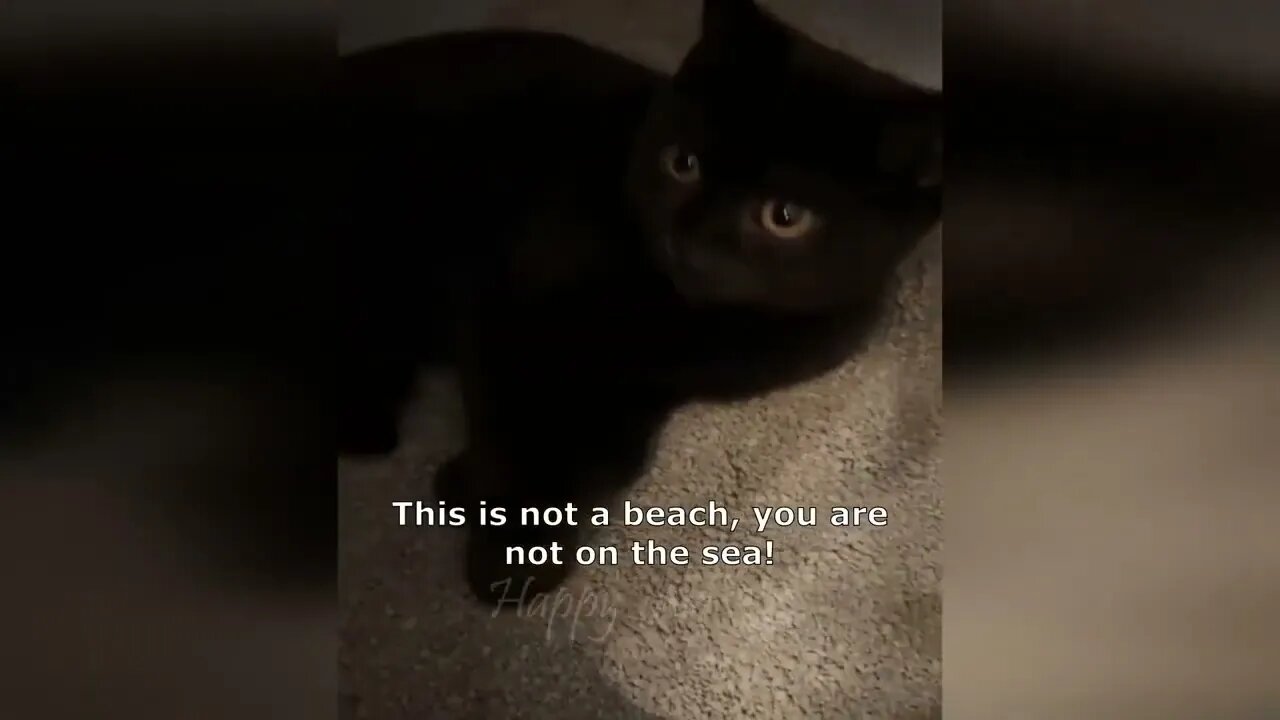 Funny animal videos Funny cats dogs Funny animals 247 ! 17
