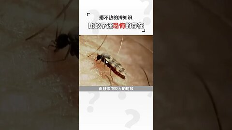 别冤枉蚊子啦！#shorts #天橋下說書貓