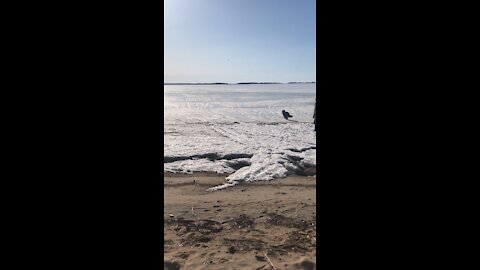 Wolf dog playing