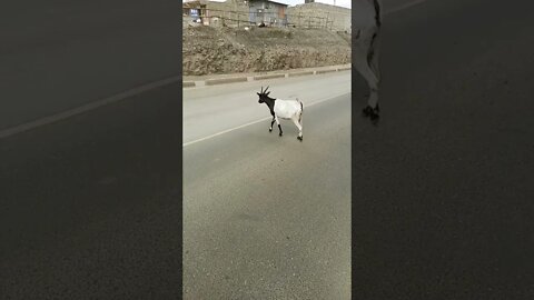 Goat 🐐 crosses busy Nairobi road without care #shorts #animals #video