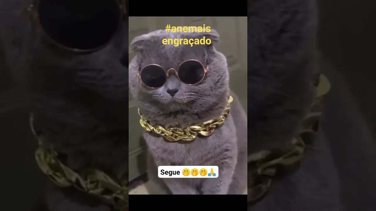 Animais engraçados 🤣