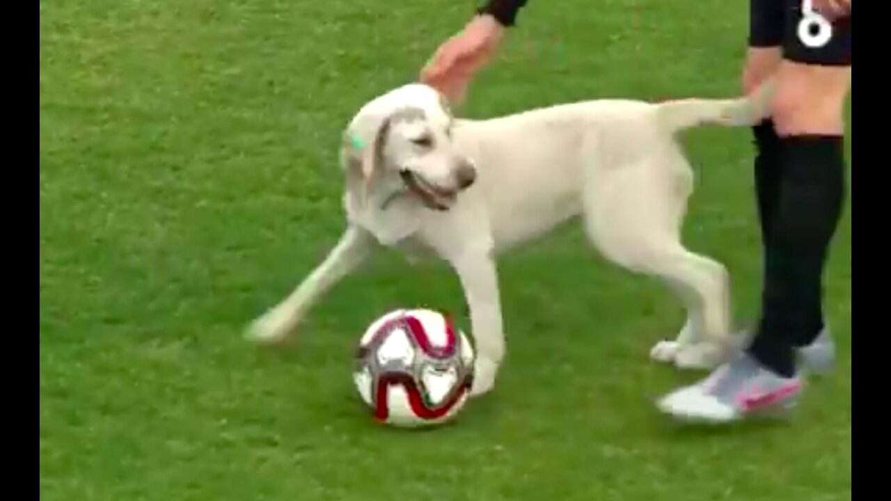 This Dog Brought This Football Match To A Halt