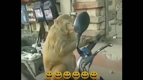 Monkey Looking Mirror