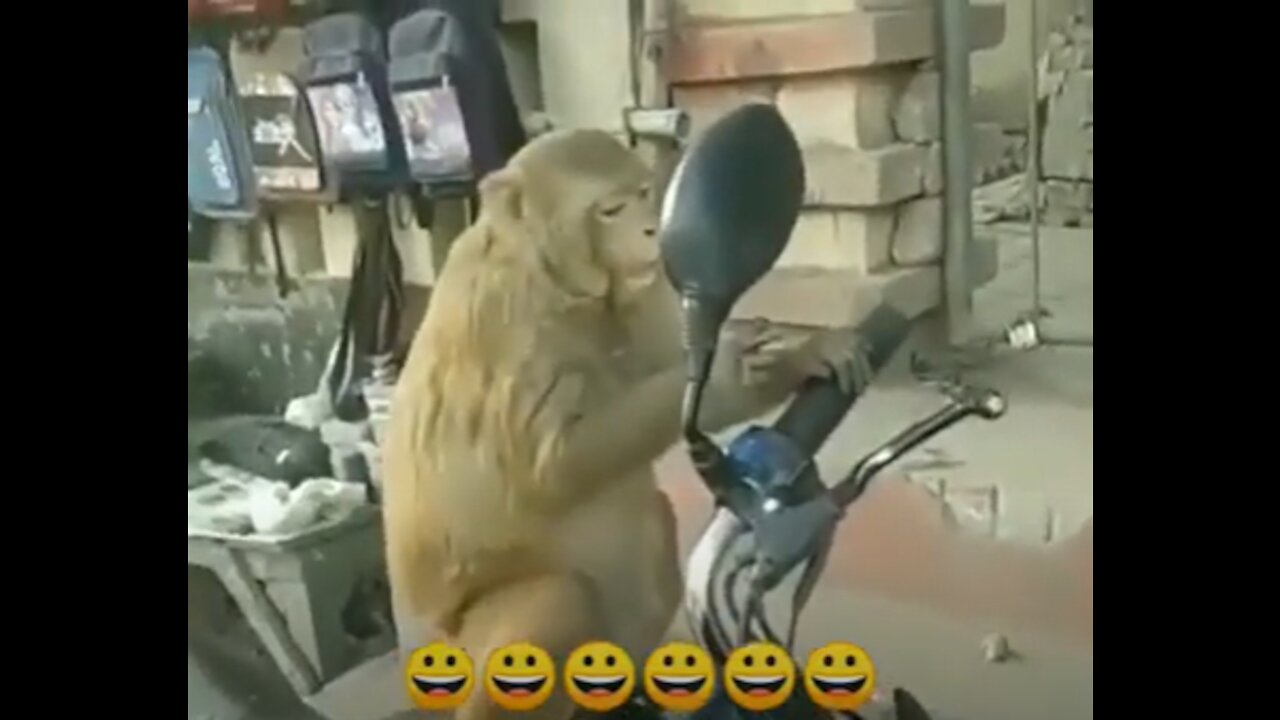Monkey Looking Mirror