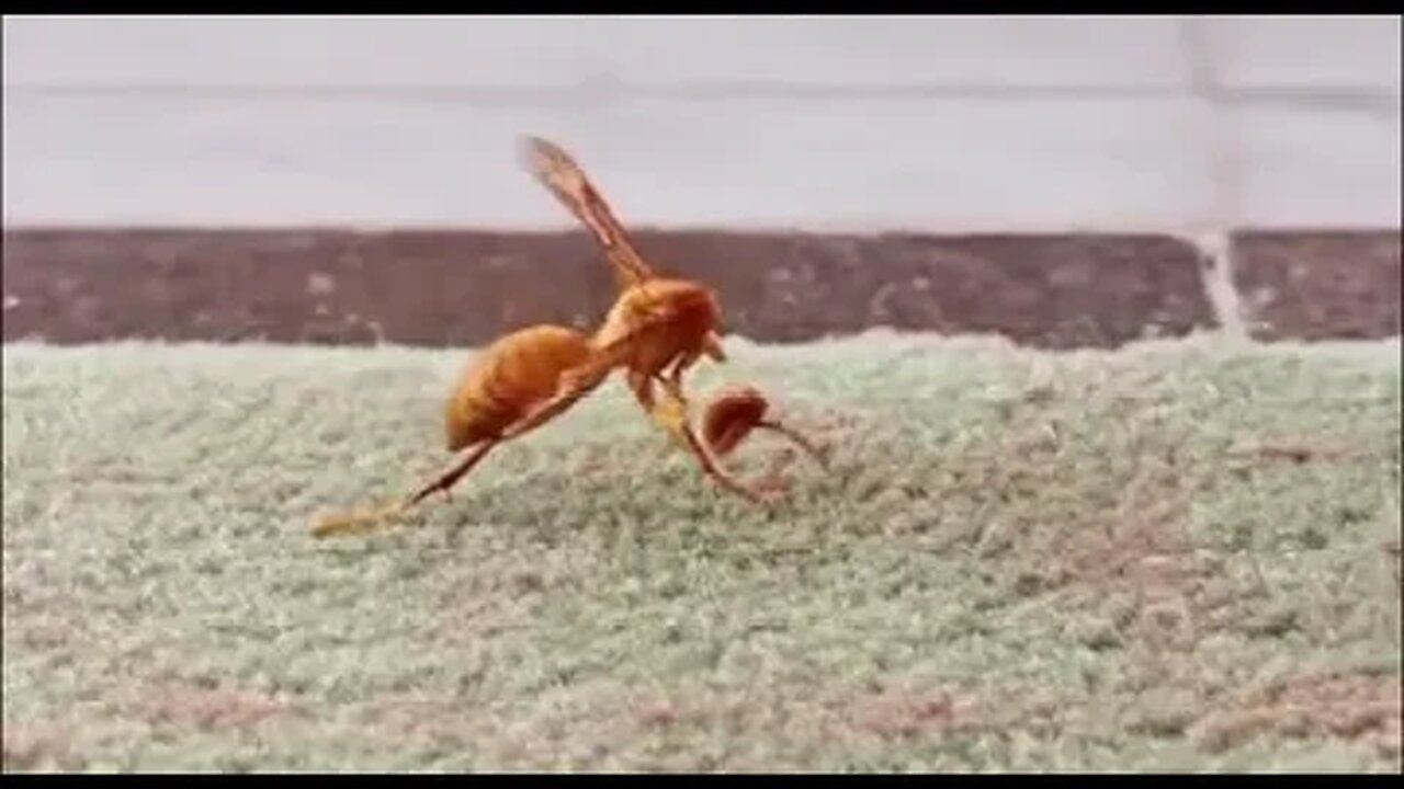 Beheaded bee playing with bee head