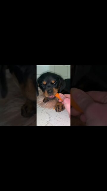 3 months VS 19 months - nothing has changed! 🥕🐶