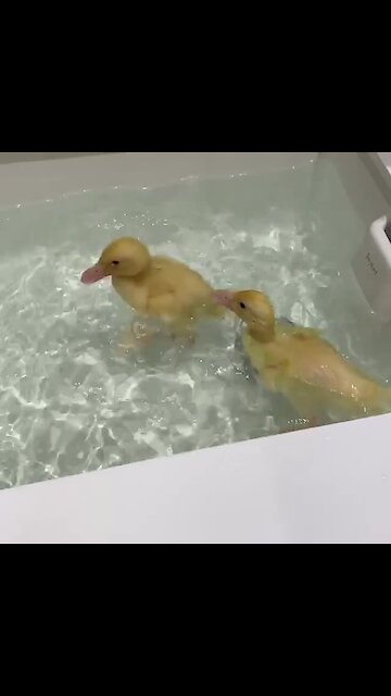 Baby ducks perform adorable underwater dives in bathtub