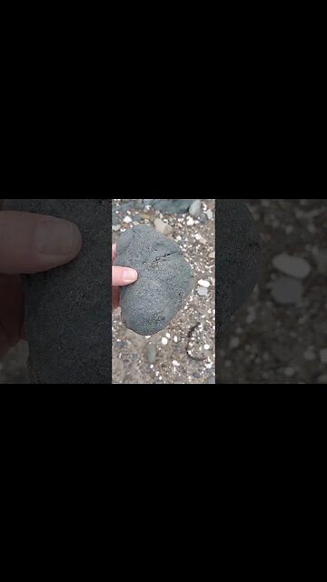 Triple fossil crab find - my first ever! #fossil #rare #aotearoa