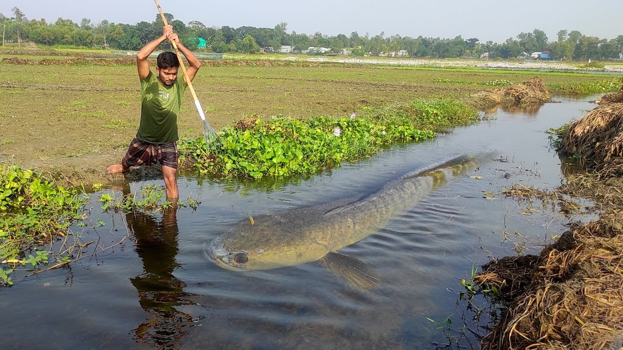 Unbelievable Drean Fishing Amazing Boy Catch Shoal Fish With Tata From Drean