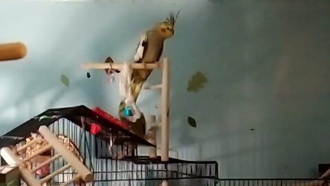 Cockatiel "stealth"