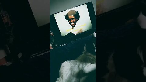 Best relaxing evening. Watching Isis and Mr.Muffin bathing. #shortvideo #cat #isis #classictv #cats