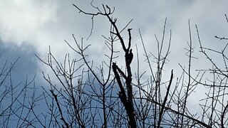 Female Pileated wood pecker James Gardens Toronto