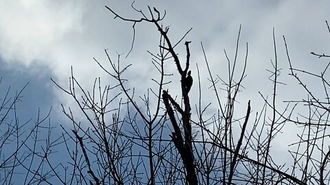 Female Pileated wood pecker James Gardens Toronto