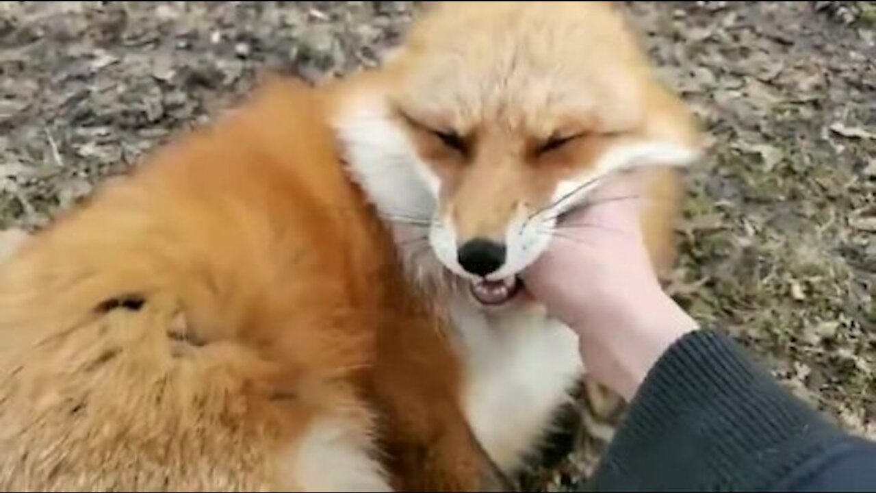 How beautiful is the sound of foxes laughing