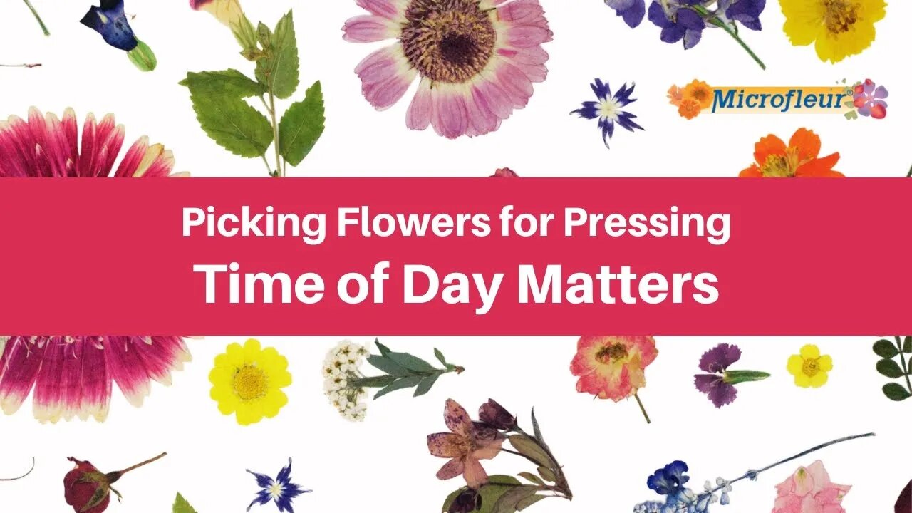 Picking Flowers for Pressing - Time of Day Matters