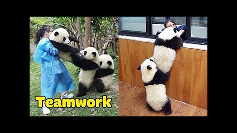 Panda Teamwork - Aww Cute Panda - Funniest Animals Compilation