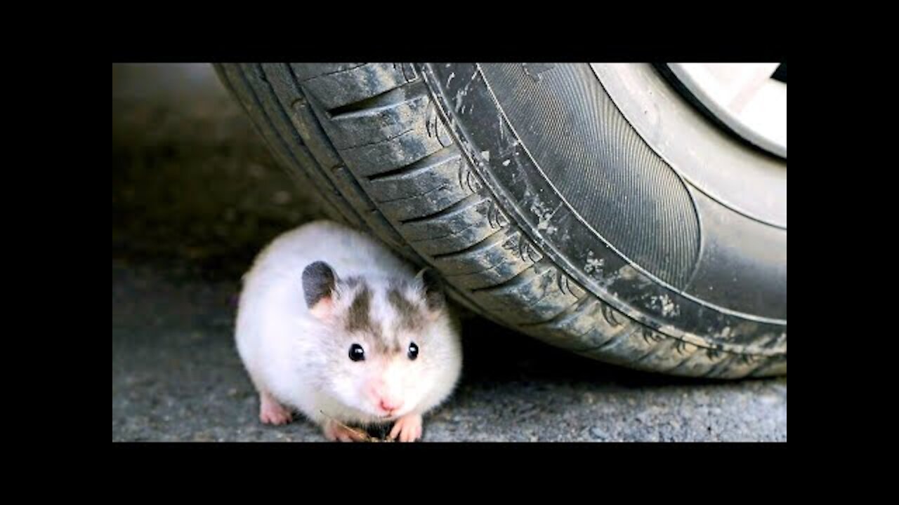 Crushing Crunchy & Soft Things by Car! - Experiment Car vs Funny Hamster