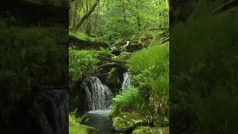 Nature Sounds
