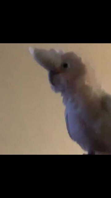 Crazy cockatoo freaks out after seeing his own shadow