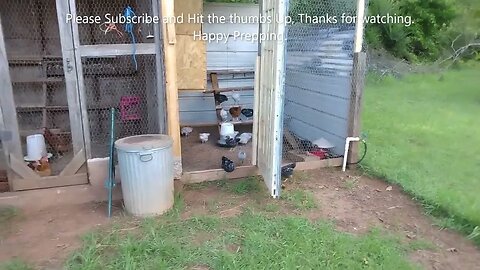 Happy Chickens make Happy Prepping