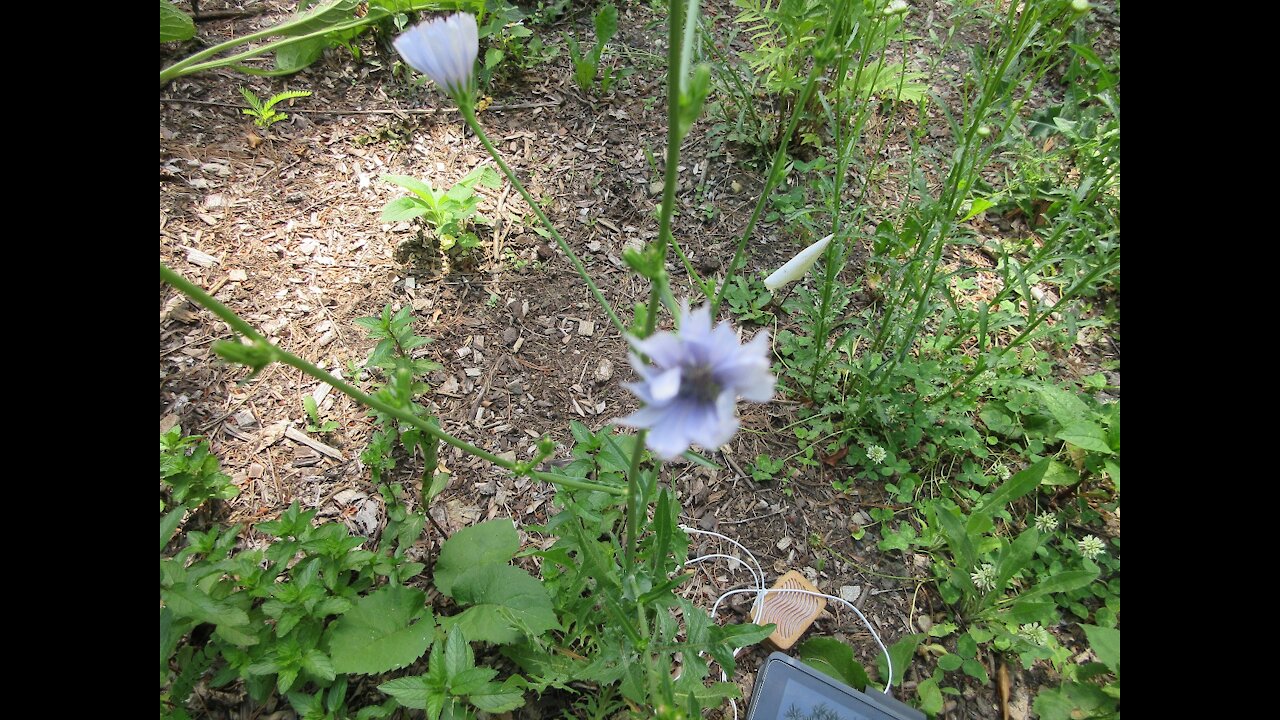 Unconditional Love Chicory June 2021