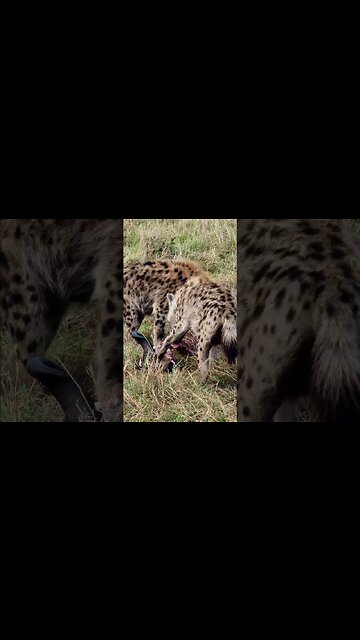 Hyenas Chew Bones Of A Gnu #shorts | #ShortsAfrica