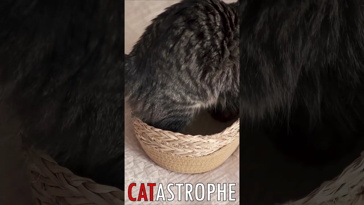 😼 #CATASTROPHE - Morning can Wait: Gray Tabby Returns to Snug Wicker Basket 🐈