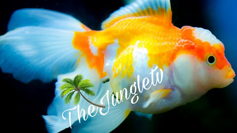 Colourfull fishes in the Sea||Beautifull fishes with TheJungletv