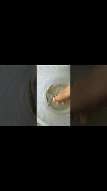 Ini Ikan Apa Ya, Ada Yang Tau Ini Ikan Apa?