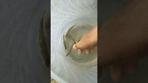 Ini Ikan Apa Ya, Ada Yang Tau Ini Ikan Apa?