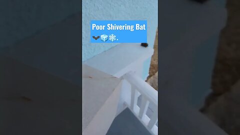 Bat Warming in Winter