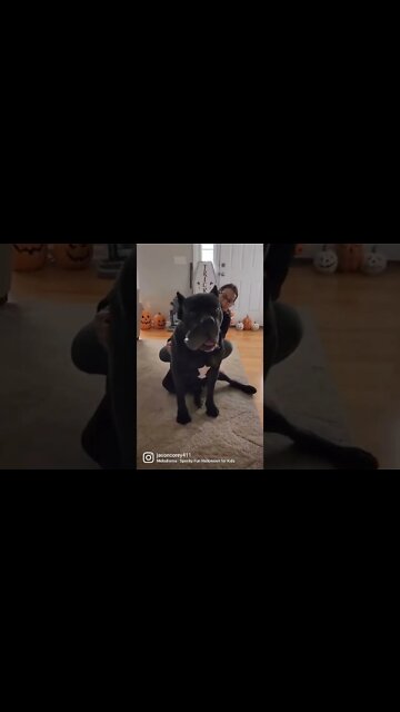 Who's Head is Bigger? The Dog's or Her's? #shorts #funny