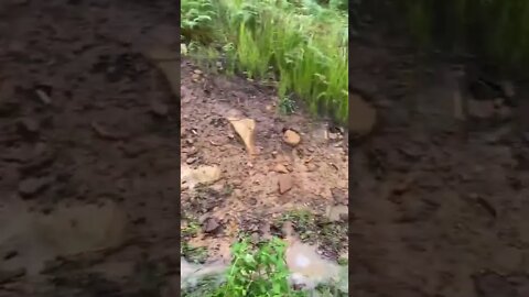 Past flood - Spring runs into flooded creek on 23 Feb 2022