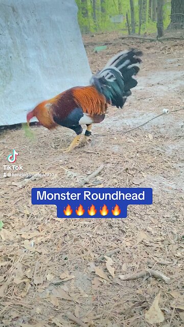 Cowan Roundhead Rooster