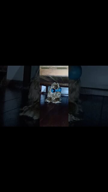 #dogshow , #animals , #dogs , #shorts(1)