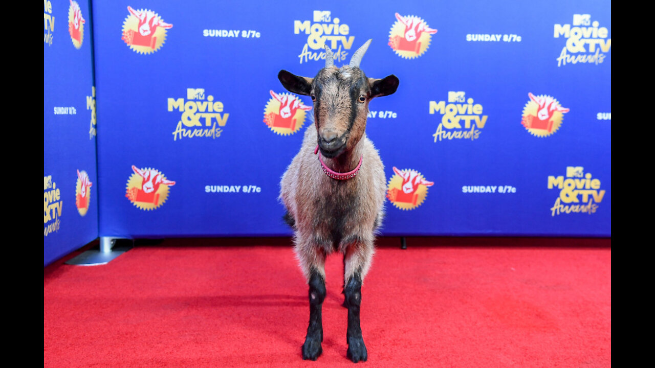 Kevin Bacon, Gal Gadot and Chadwick Boseman win at 2020 MTV Movie + TV Awards: GOAT