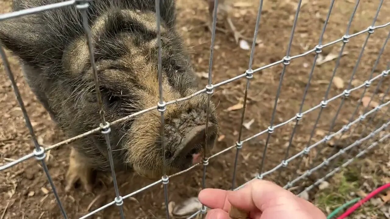 A fan sent me some pig treats… you wont believe what happened next!