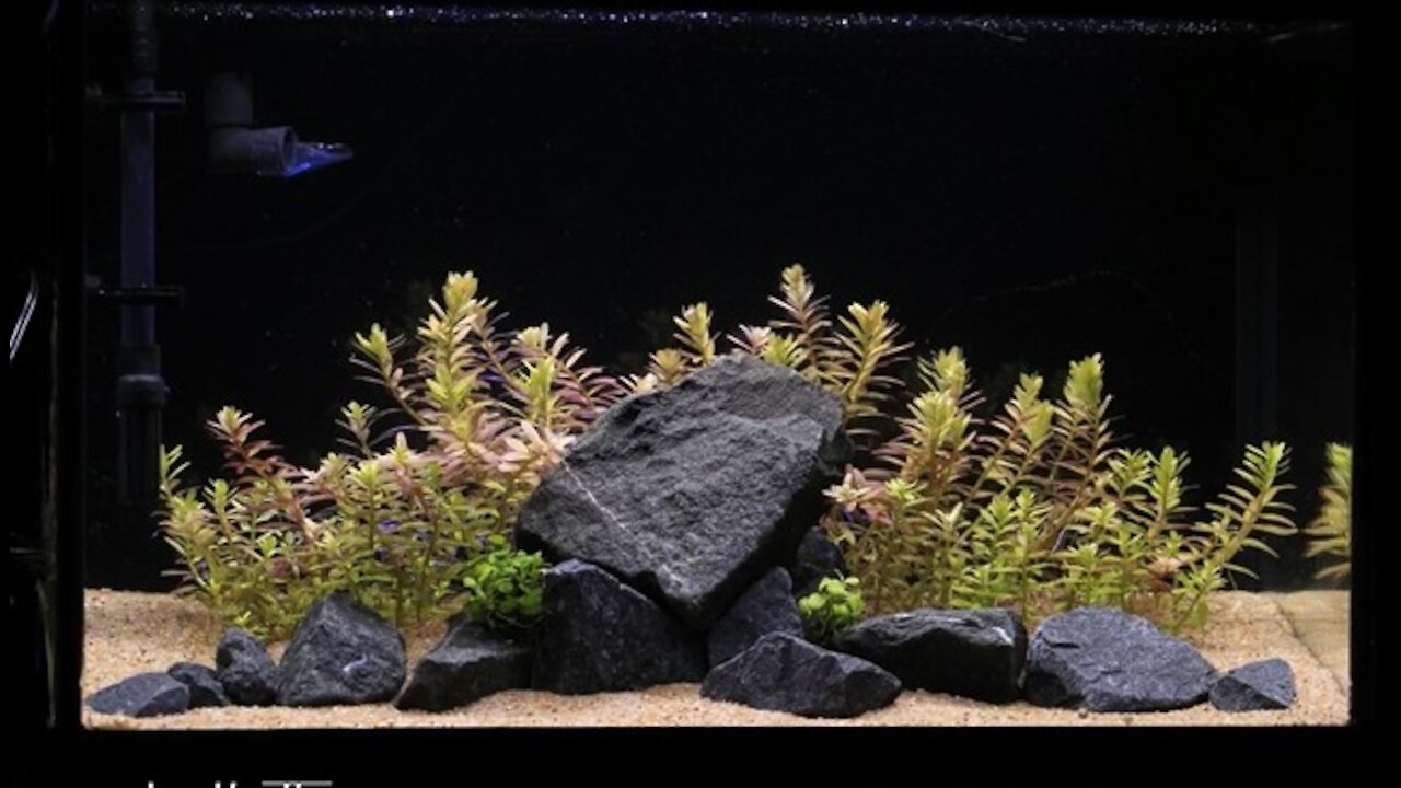 Step by step aquascape setup aquarium