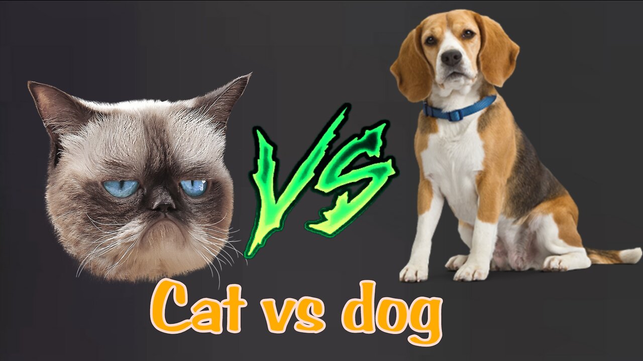 Cat vs dog funniest fights in the world